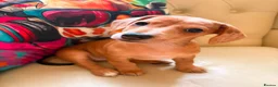 Jackshund dogs for sale: Jack Russell x dachshund  - Advert 1