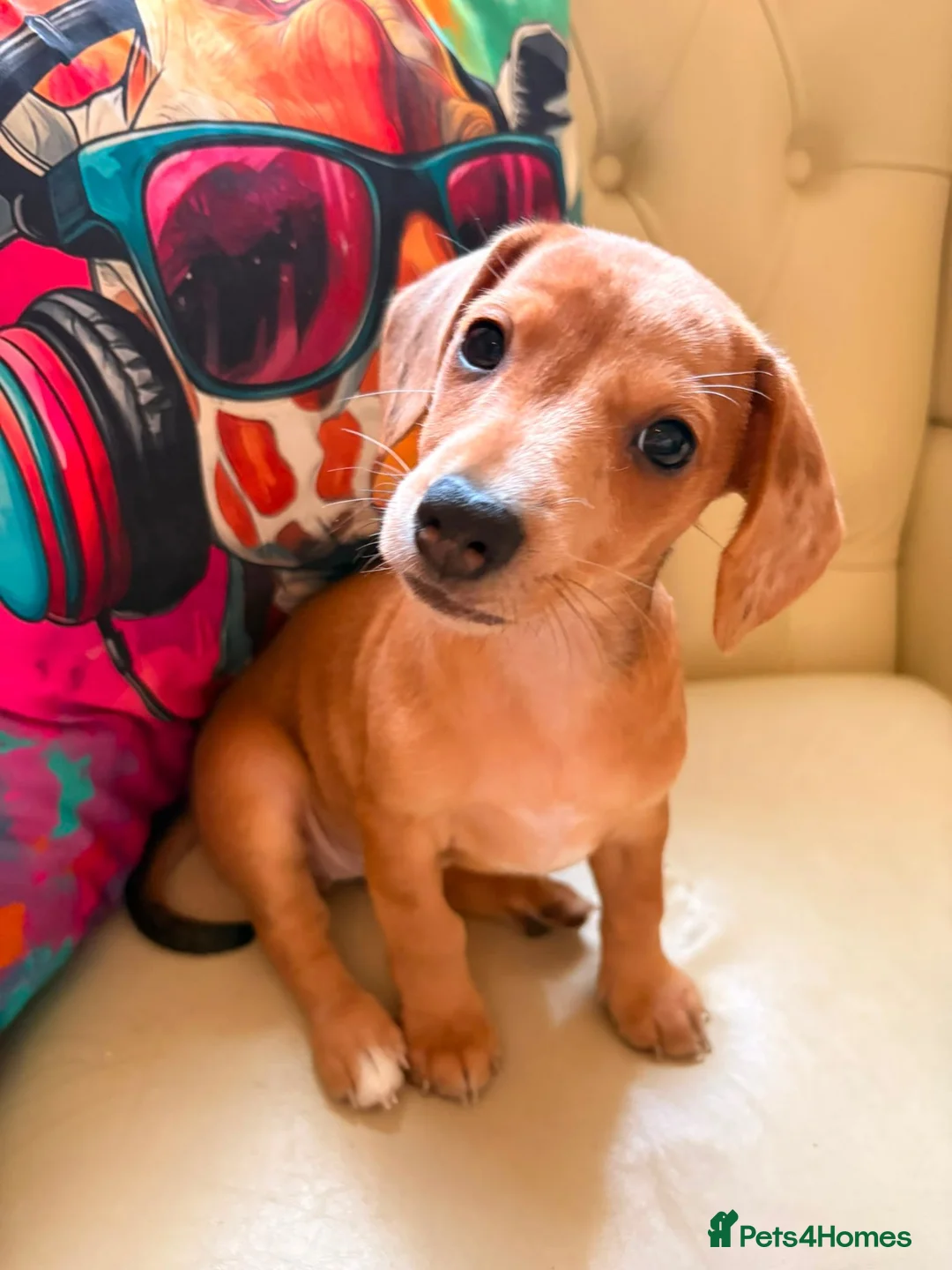 Jackshund dogs for sale: Jack Russell x dachshund  - Advert 1