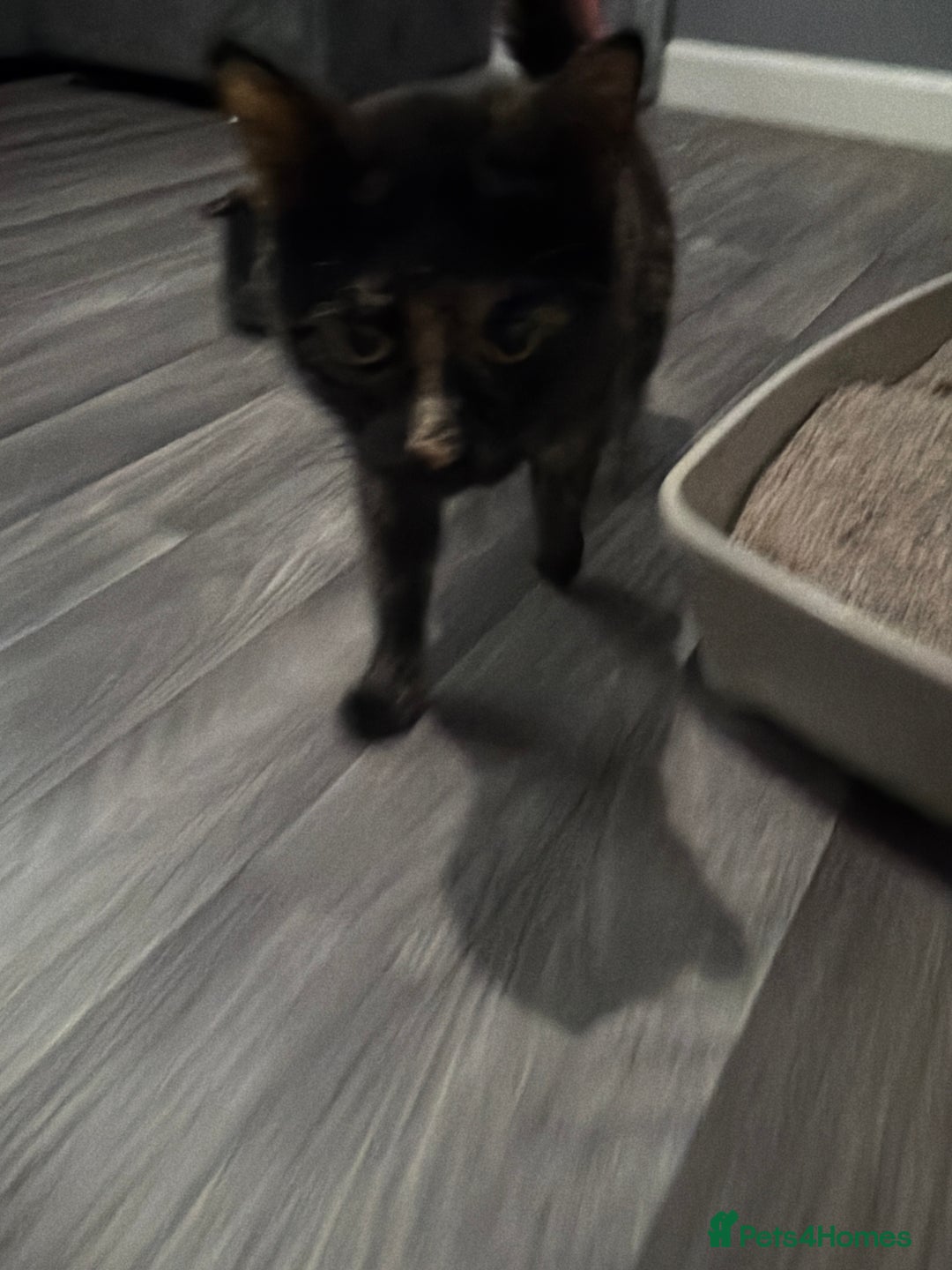 Mixed Breed cats for sale: Rehome of 1 year old - Advert 4