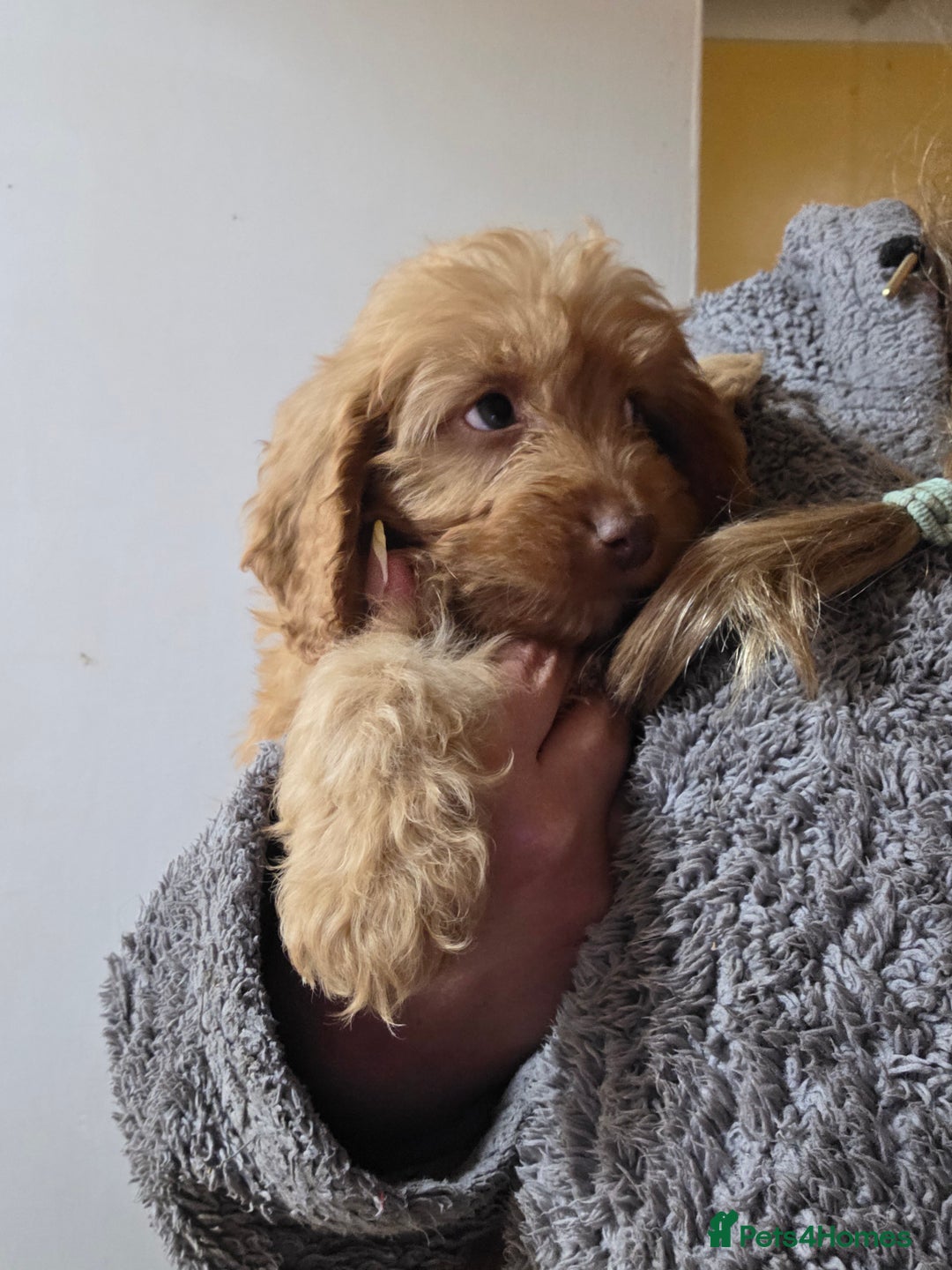 Cockapoo dogs for sale: Cockapoo puppies - Advert 6