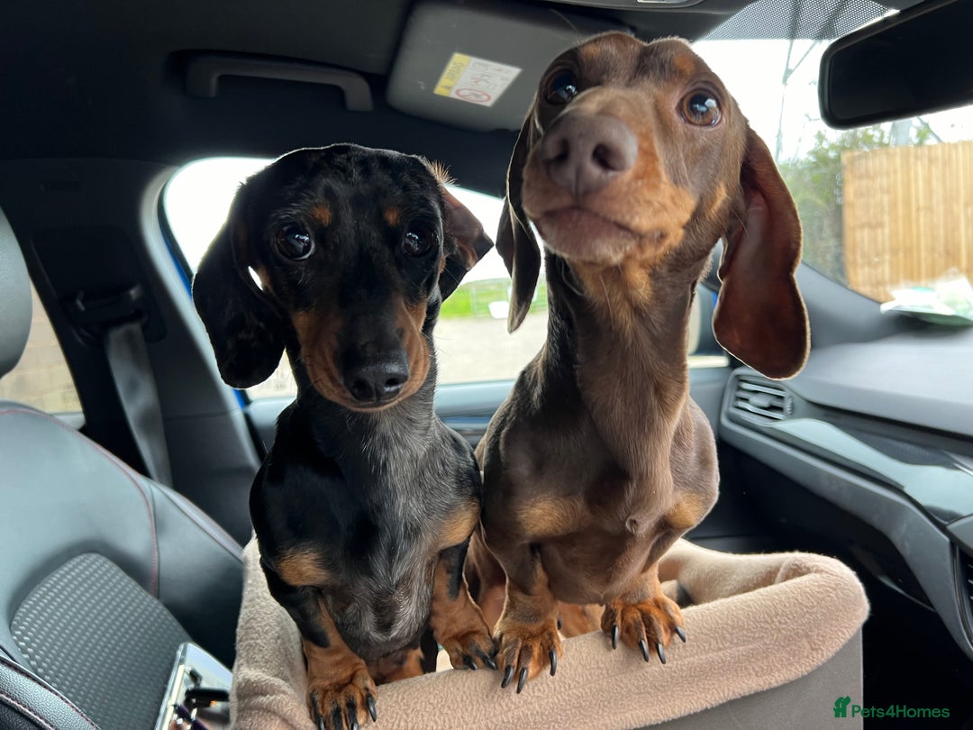 Miniature Dachshund dogs for sale: Black & tan boy, KC reg, PRA clear, low coi score - Image 12