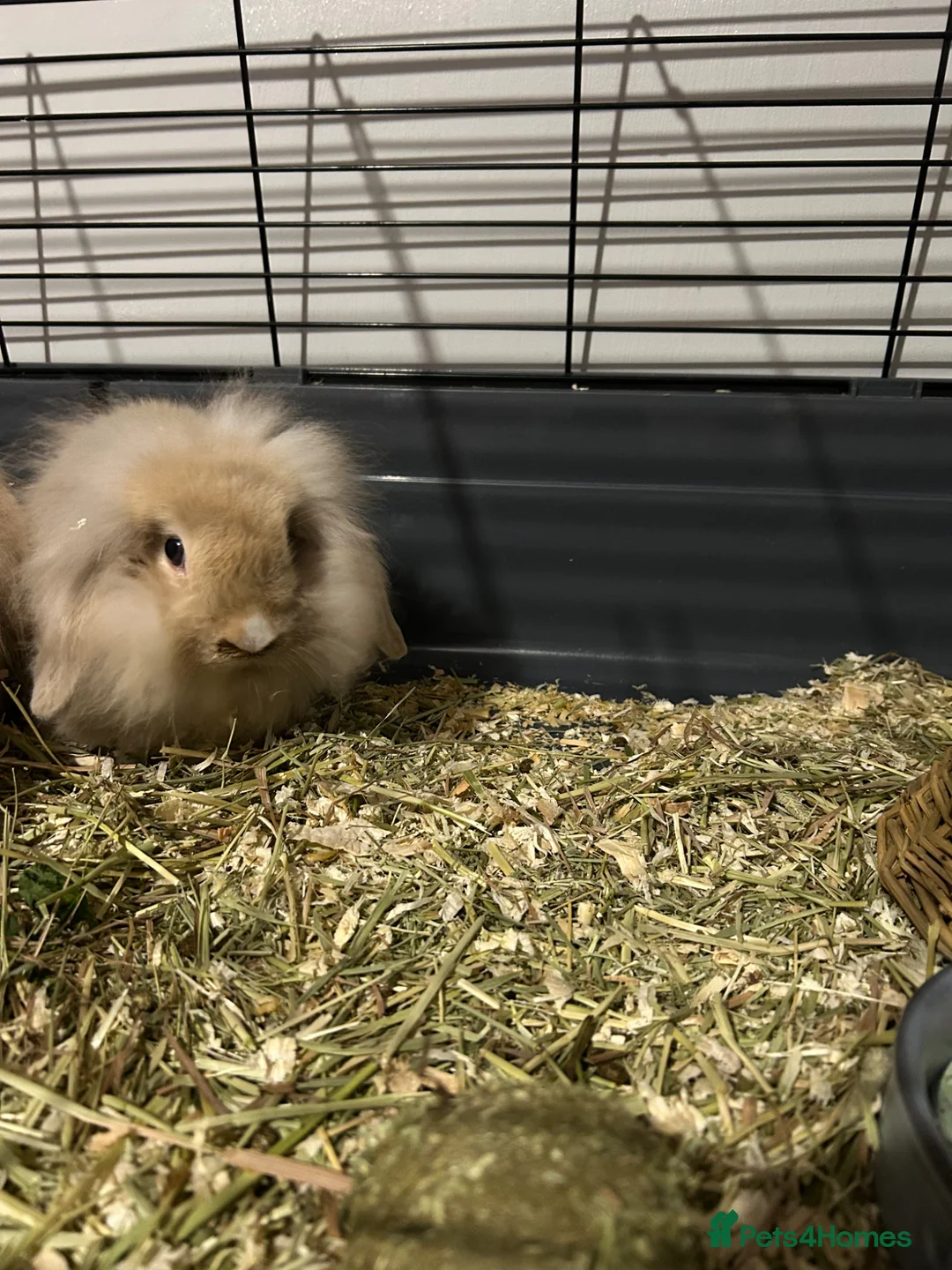 Mini Lop rabbits for sale: X2 lop rabbits and set up  - Advert 2