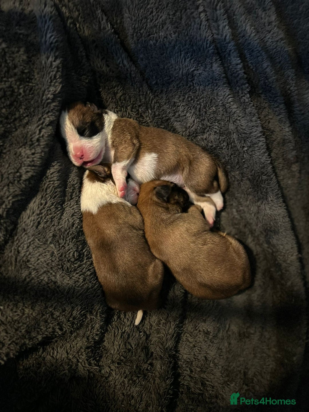 Boxer dogs for sale: Boxer babies - Advert 13