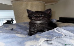 Maine Coon cats for sale: 🐾 Beautiful Maine Coon x Norwegian Forest Kittens - Image 4