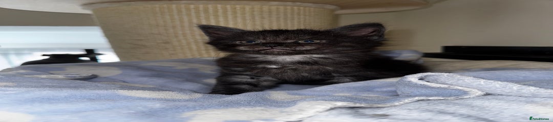 Maine Coon Kitten 3