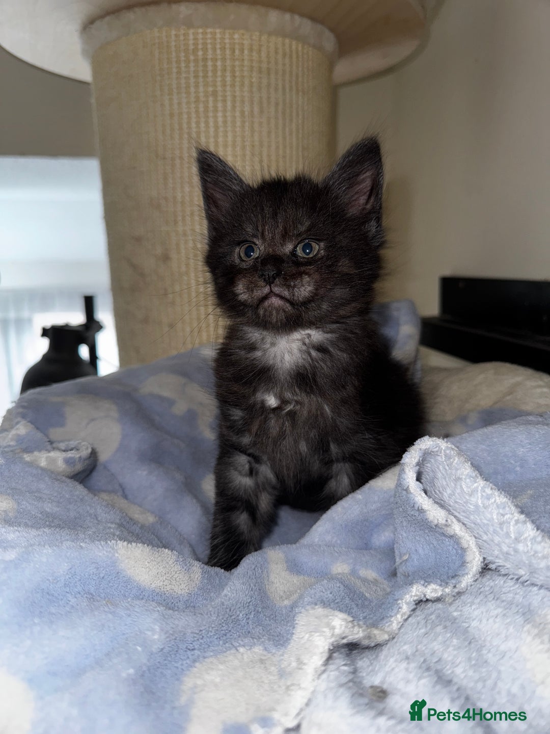 Maine Coon cats for sale: 🐾 Beautiful Maine Coon x Norwegian Forest Kittens - Image 4