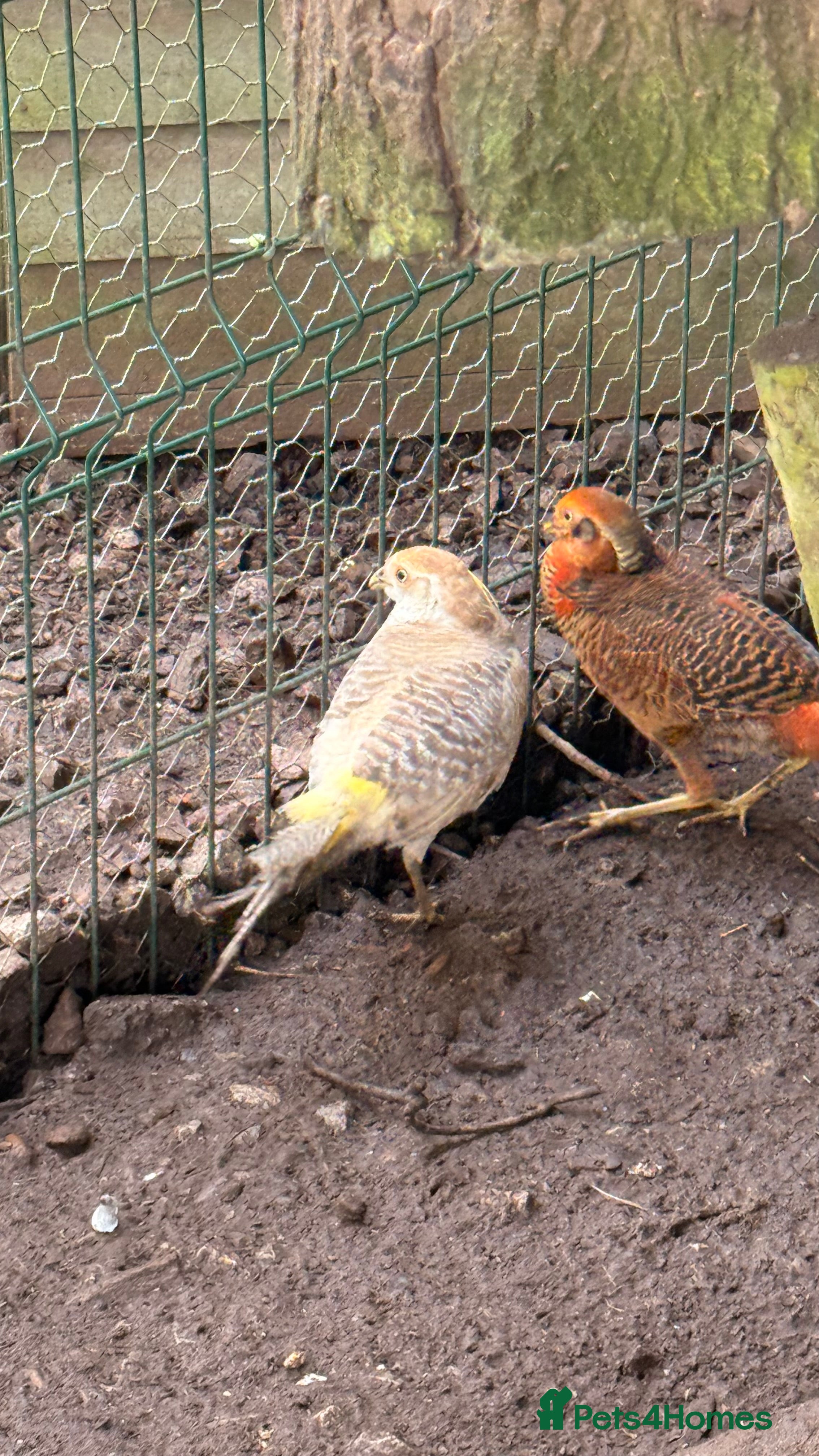 Pheasants poultry x3 male Golden pheasants - Advert 14