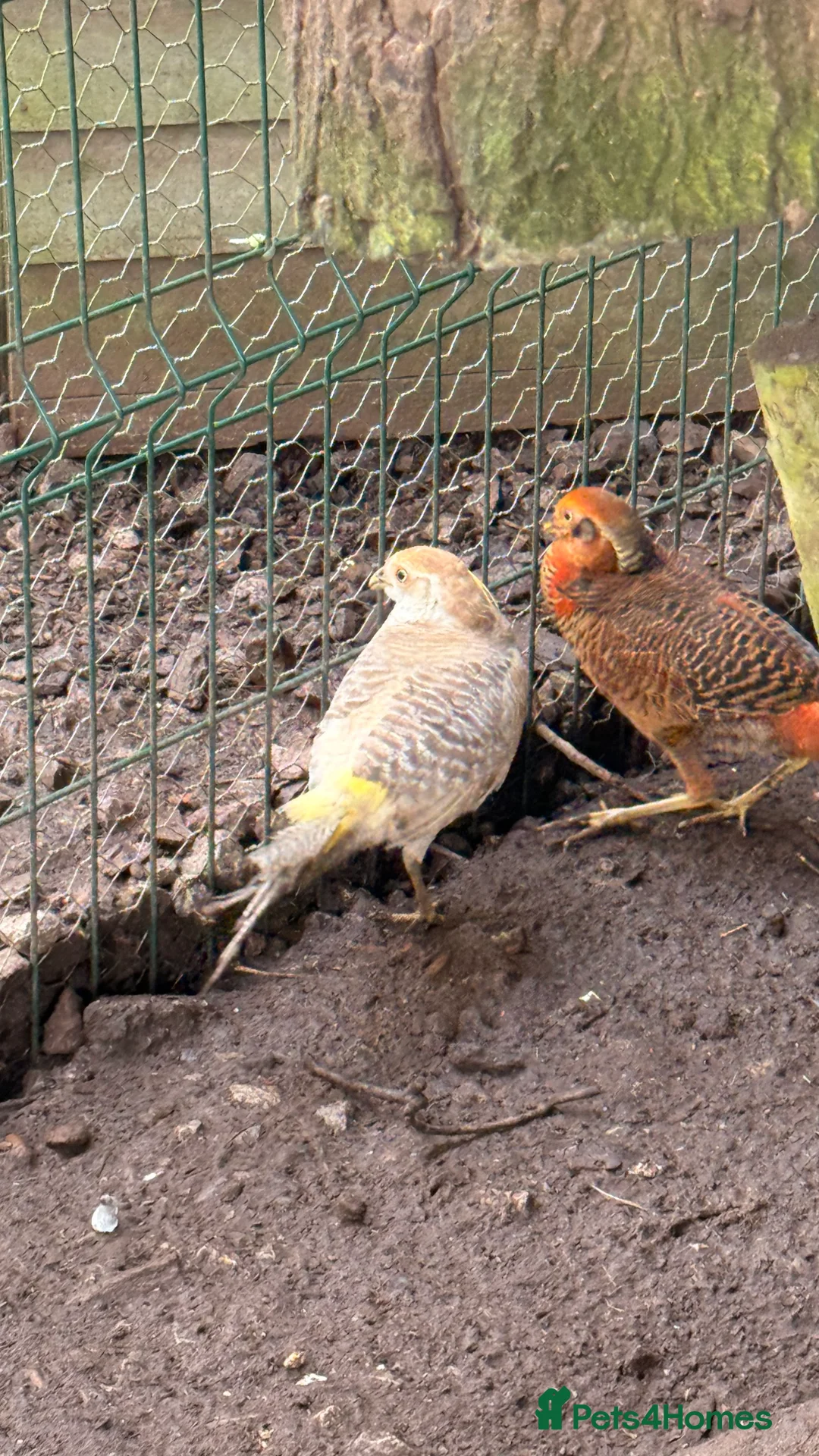 Pheasants poultry for sale: x3 male Golden pheasants - Advert 1