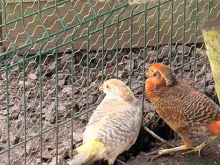 Pheasants poultry x3 male Golden pheasants - Advert 4