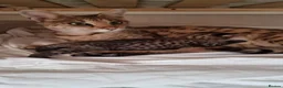 Savannah cats for sale: Huge F2 Savannah Male Kitten! - Advert 5