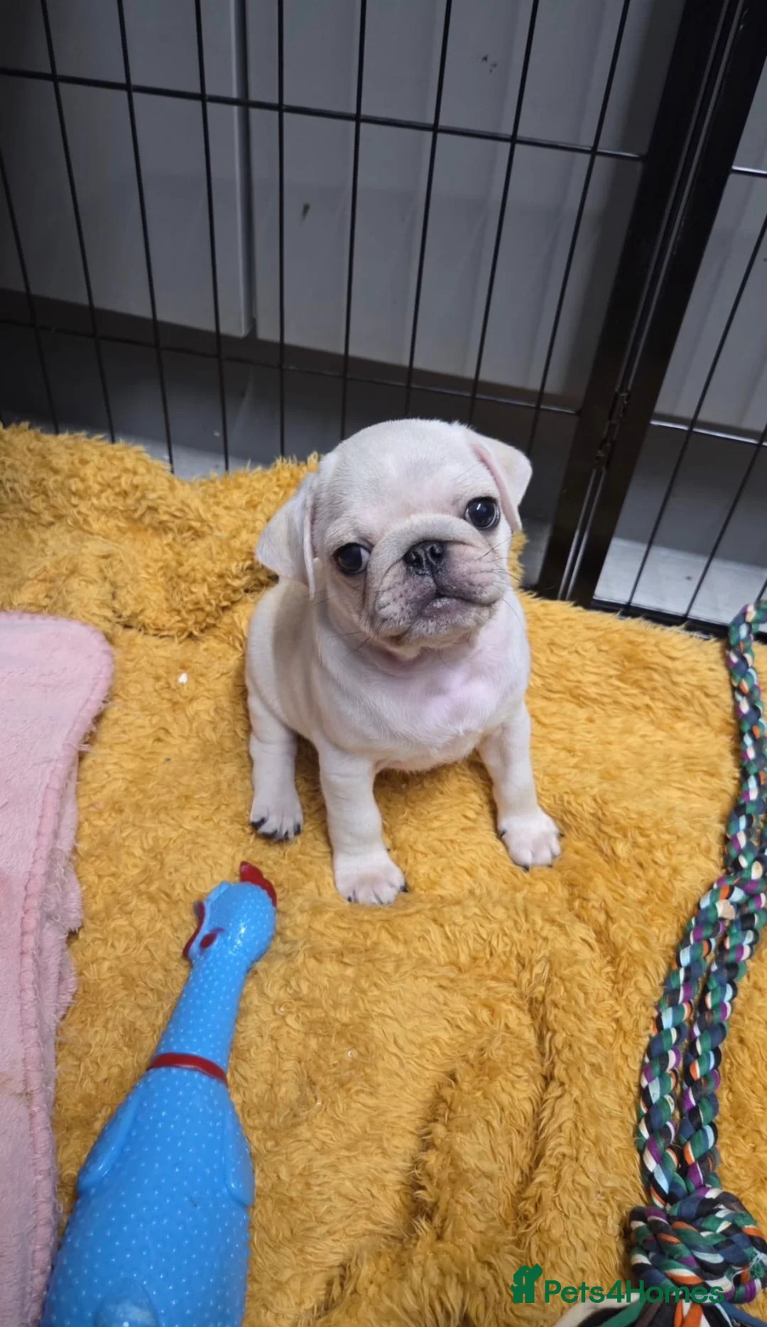 Pug dogs for sale: Last pug boy available  - Advert 4