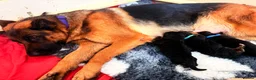 German Shepherd dogs for sale: Wolfskraft German Shepherds puppies - Advert 4