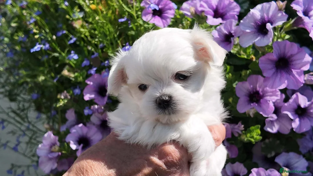 Maltese dogs for sale: Exceptional KC reg small Maltese  - Advert 1