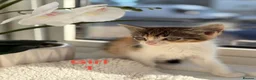 Mixed Breed cats for sale: Kittens looking for a forever family  - Advert 2