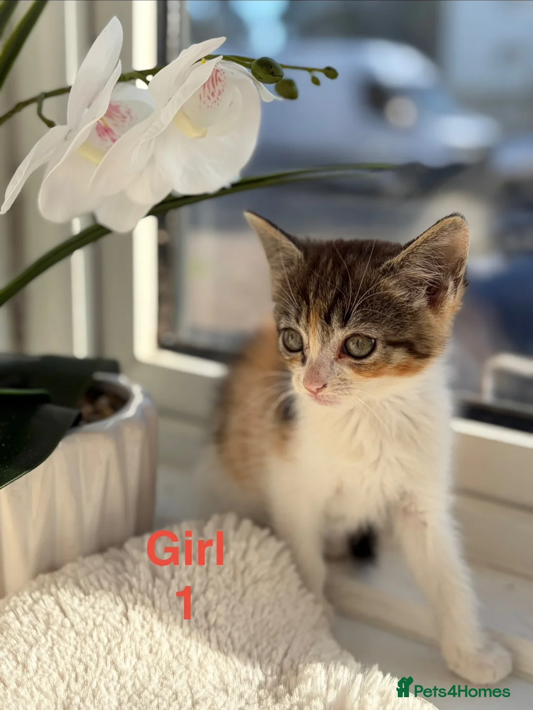 Mixed Breed cats for sale: Kittens looking for a forever family  - Advert 2
