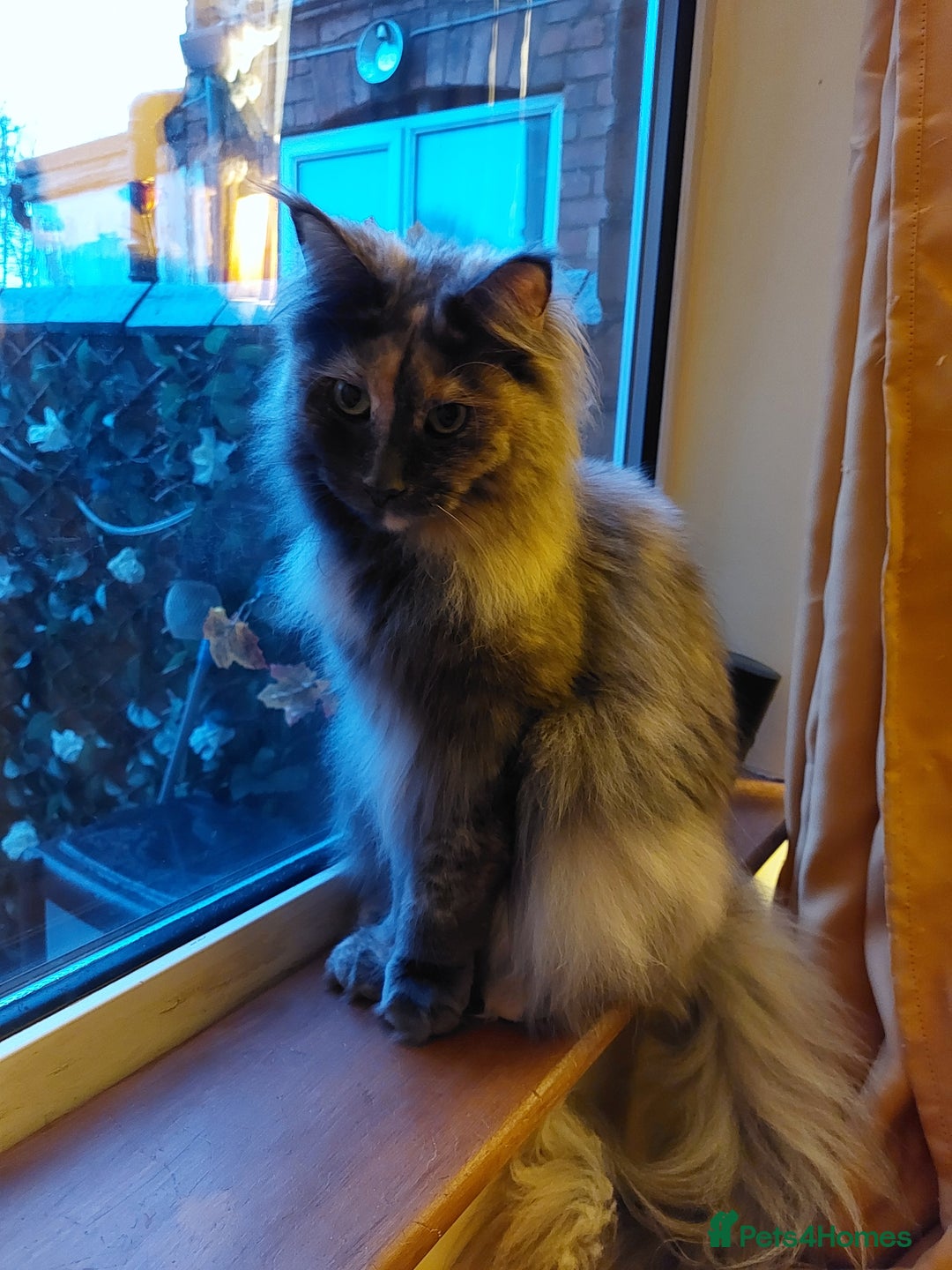 Maine Coon cats for sale: Silver smoke female main coon  - Image 3