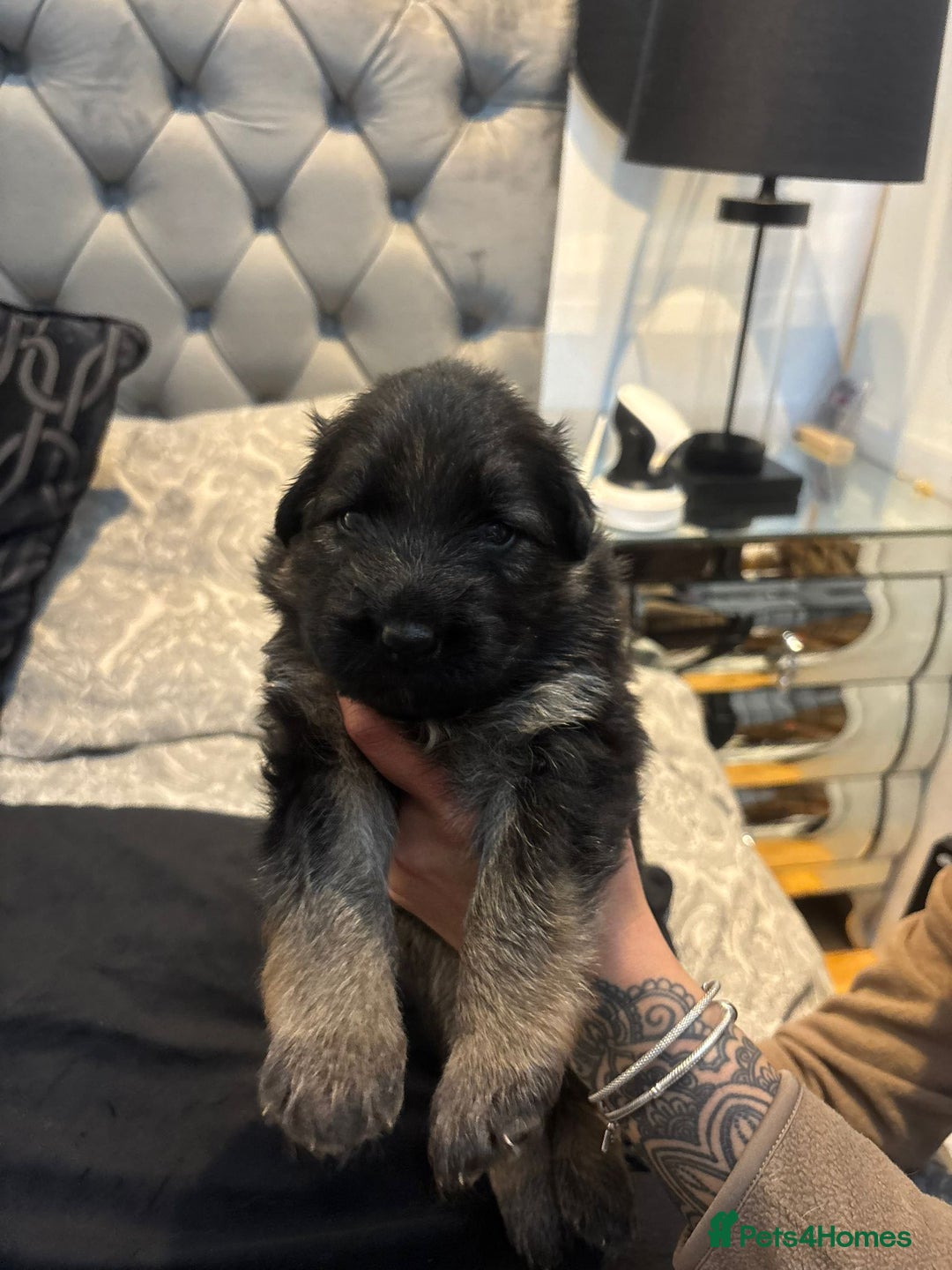 German Shepherd dogs for sale: German shepherd puppies Amber blood line  - Advert 15