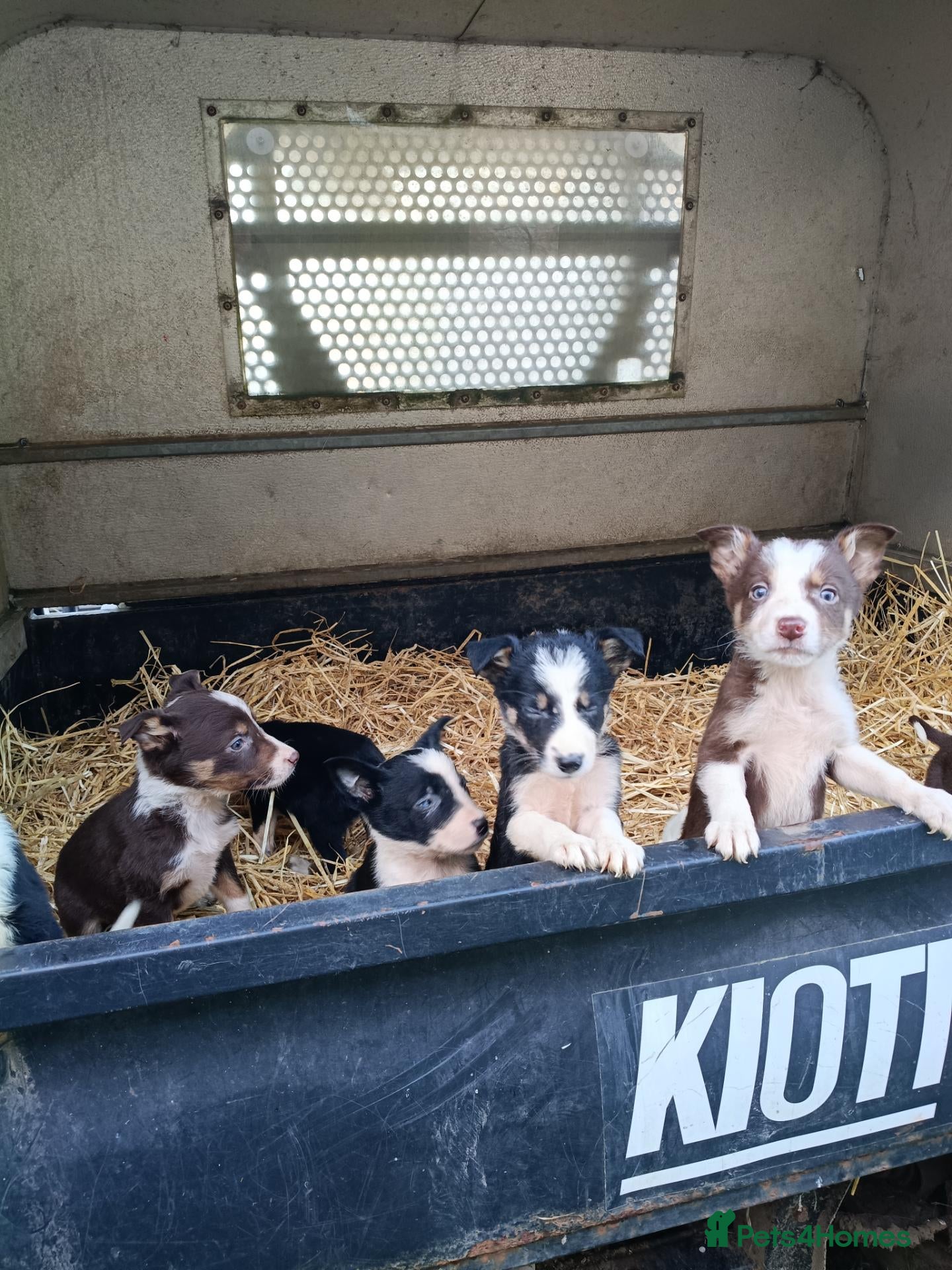 Border Collie dogs Border collie pups  - Advert 1