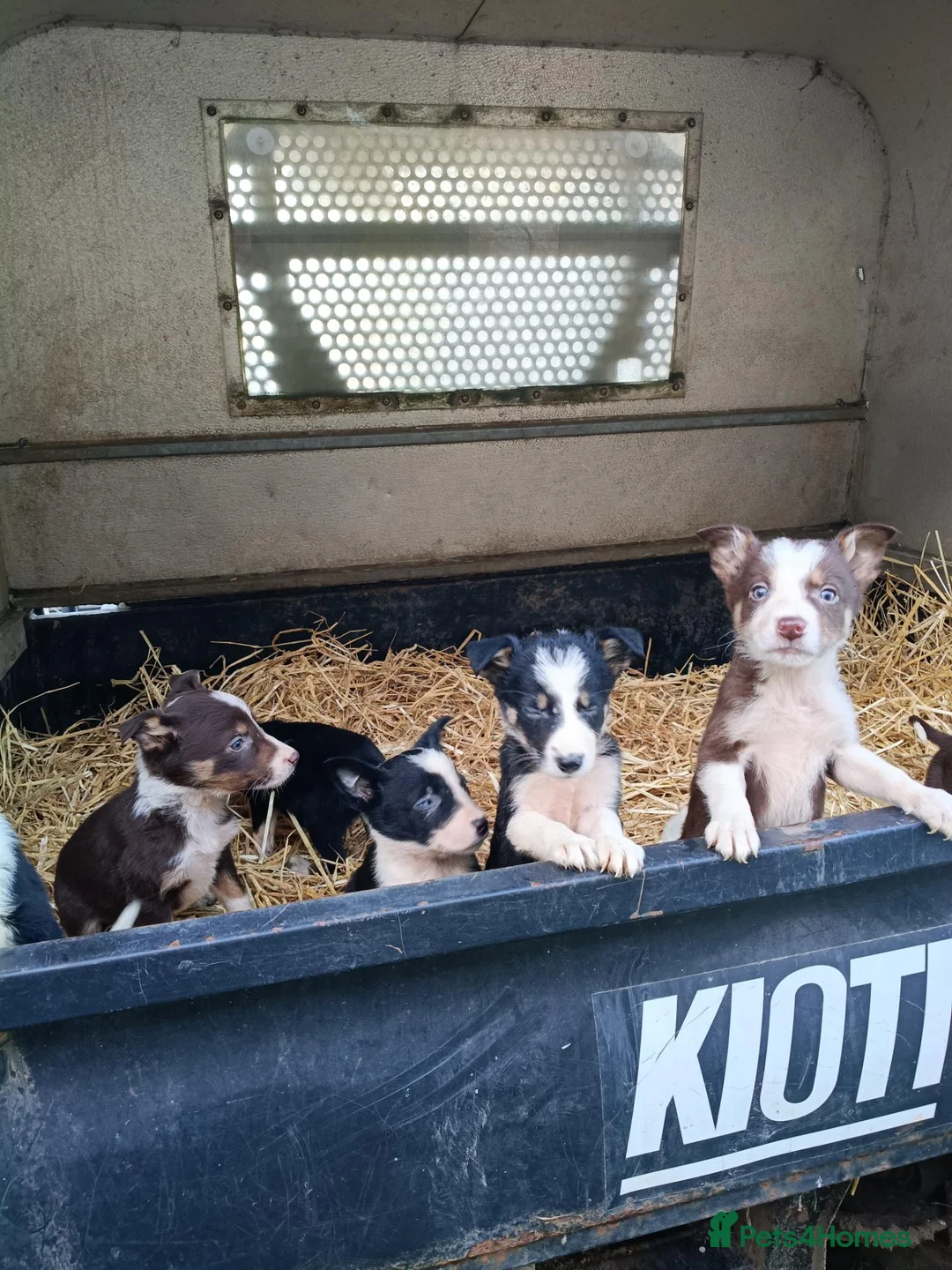 Border Collie dogs for sale: Border collie pups  in Strathaven - Advert 1