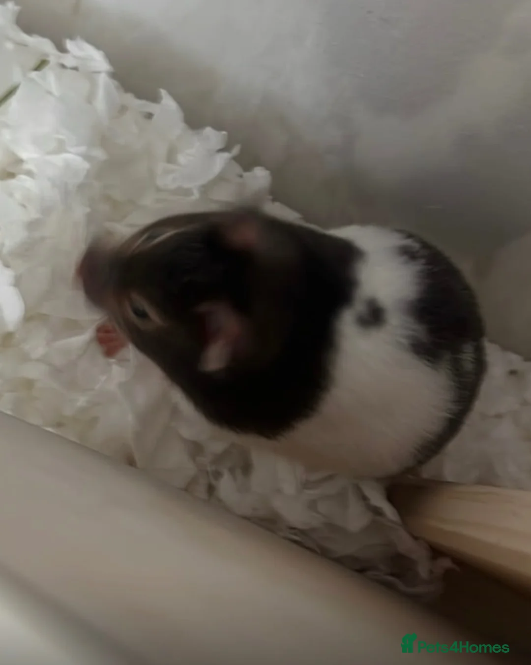 Hamster rodents for sale: Female hamster for sale- good home wanted - Advert 2
