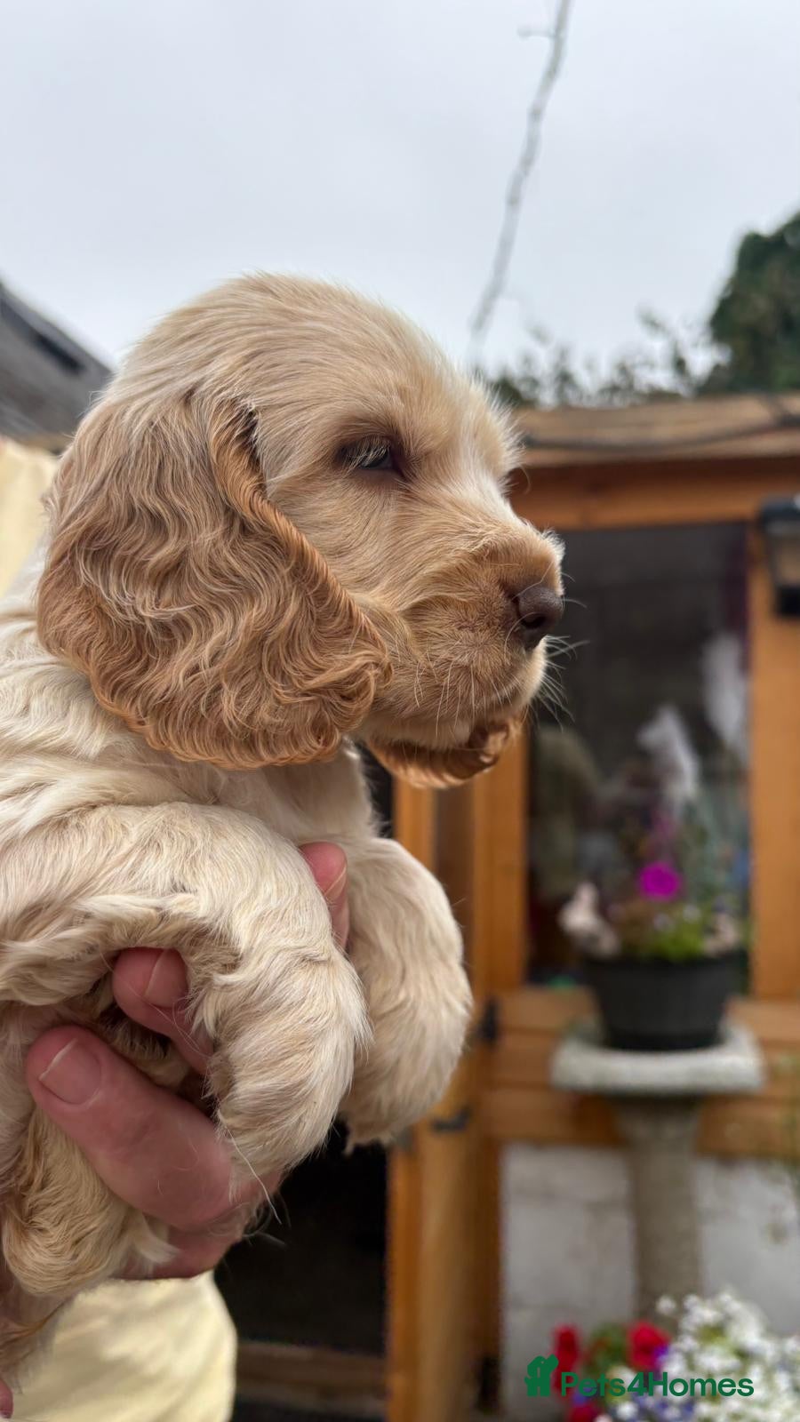 Cocker Spaniel dogs Show cocker spaniel pups - Advert 1