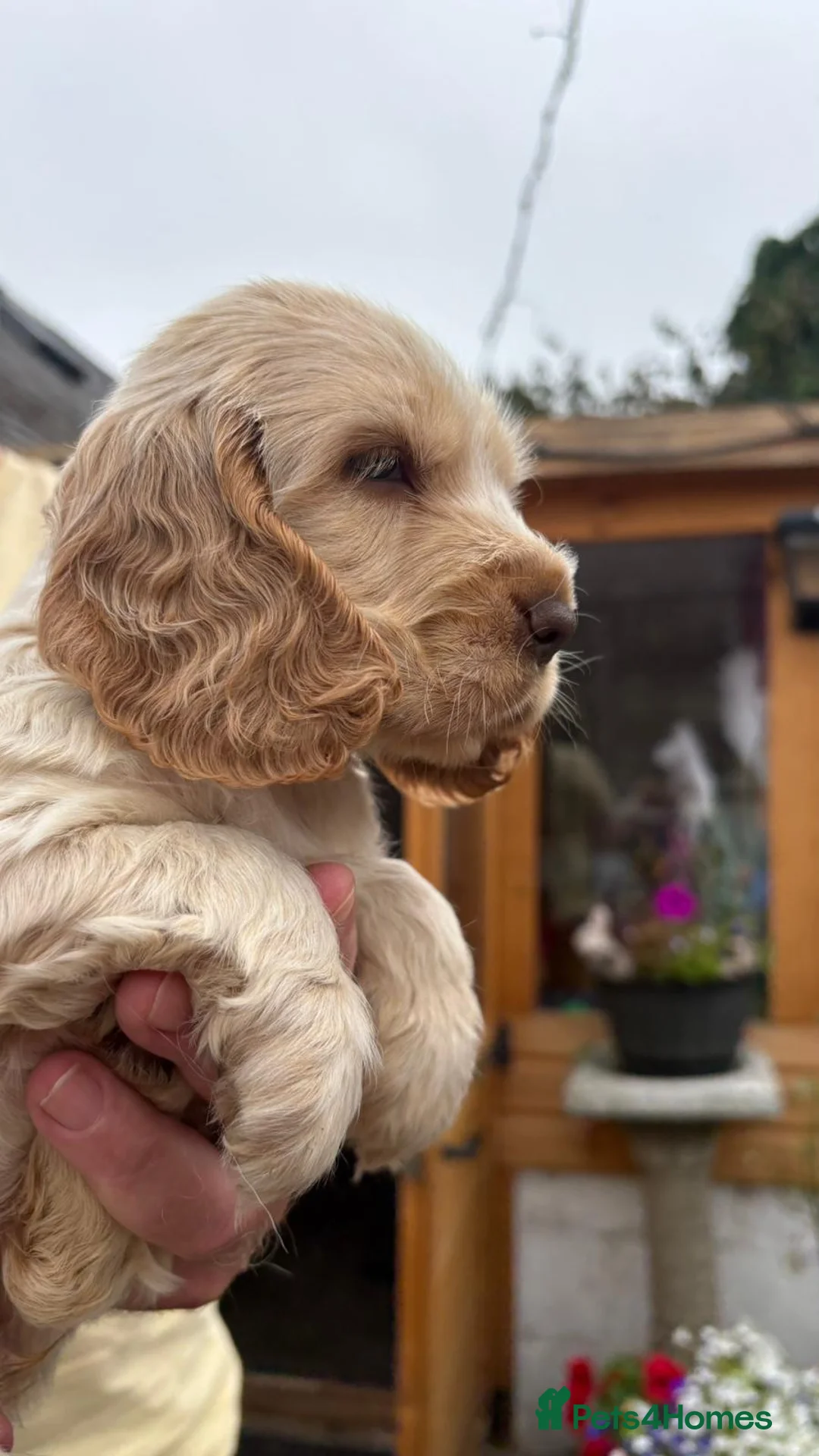 Cocker Spaniel dogs for sale: Show cocker spaniel pups - Advert 1