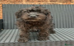 Mixed Breed dogs for sale: READY NOW MERLE SCHNOODLES HEALTH TESTED  in Tipton - Image 5