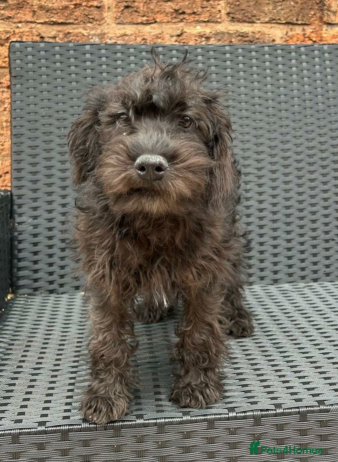 Mixed Breed dogs for sale: READY NOW MERLE SCHNOODLES HEALTH TESTED  in Tipton - Image 5