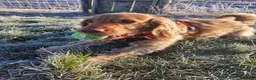 Cockapoo dogs for sale: Beautiful Angus - Advert 3