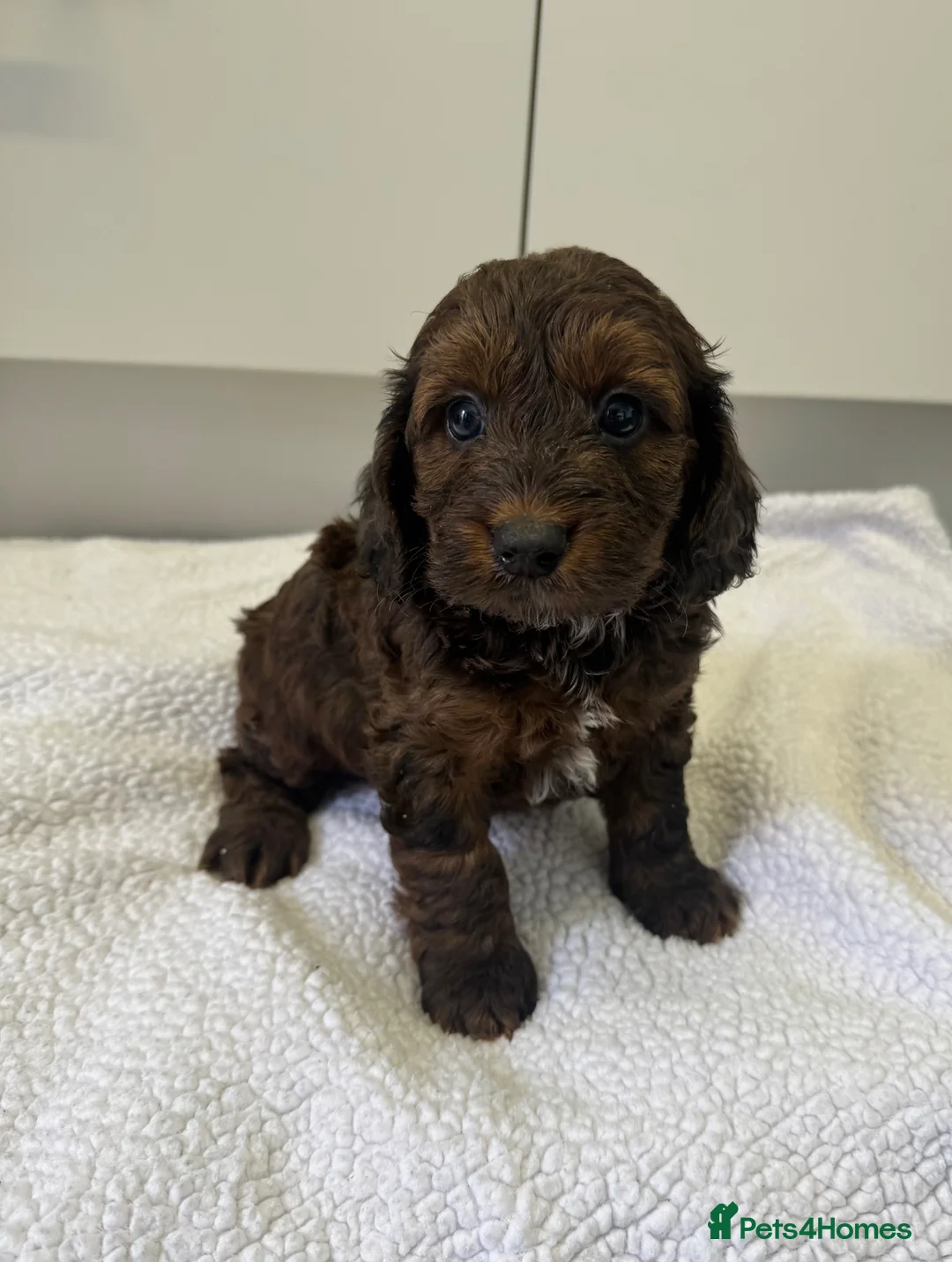 Cockapoo dogs for sale: F1 cockapoos  - Advert 1