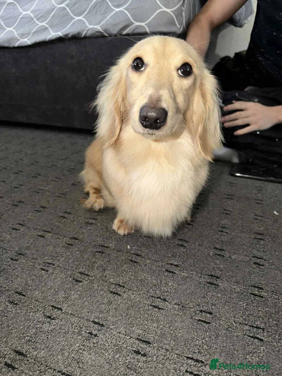 Miniature Dachshund dogs for stud: miniature dachshund for stud - Advert 1