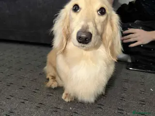 Miniature Dachshund dogs miniature dachshund for stud - Advert 3