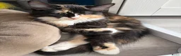 Mixed Breed cats for sale: Three beautiful female kittens! - Advert 7