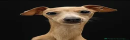 Italian Greyhound dogs for sale: Beautiful cream KC Registered Italian Greyhound  - Advert 8