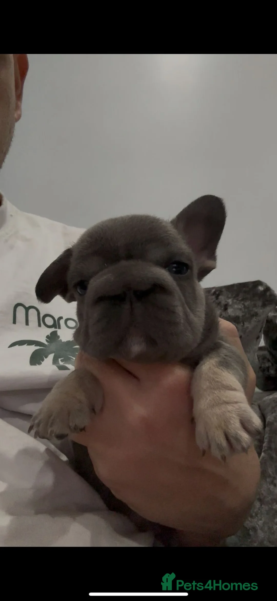 French Bulldog dogs for sale: French bulldog pups  in Luton - Advert 2