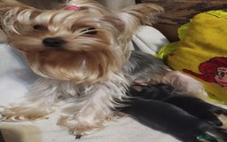 Yorkshire Terrier dogs for sale: Tiny Miniature Yorkshire Terrier puppies  - Image 15