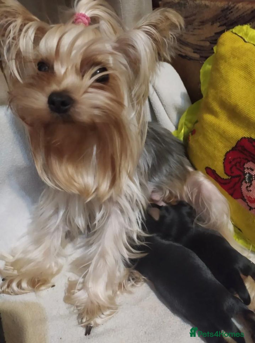 Yorkshire Terrier dogs for sale: Tiny Miniature Yorkshire Terrier puppies  - Image 15