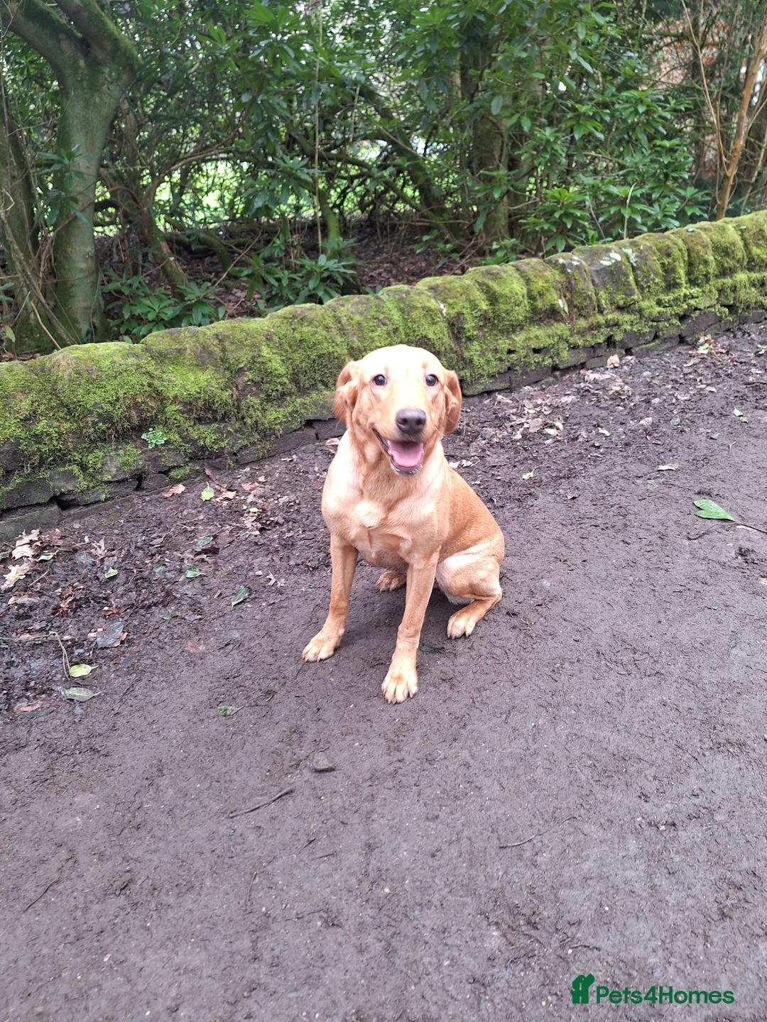 Labrador Retriever dogs for sale: Labrador Bitch 8 months old - Advert 3