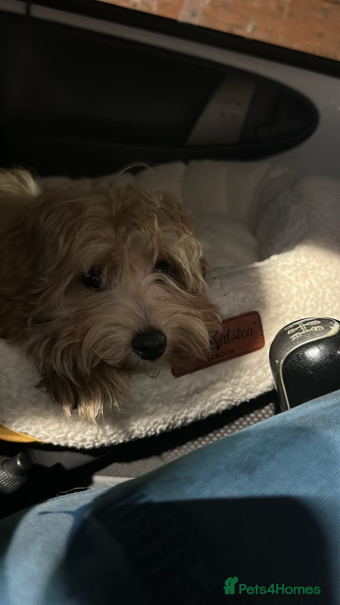 Maltipoo dogs A little Maltipoo is looking for a family 🐶💛 - Advert 1