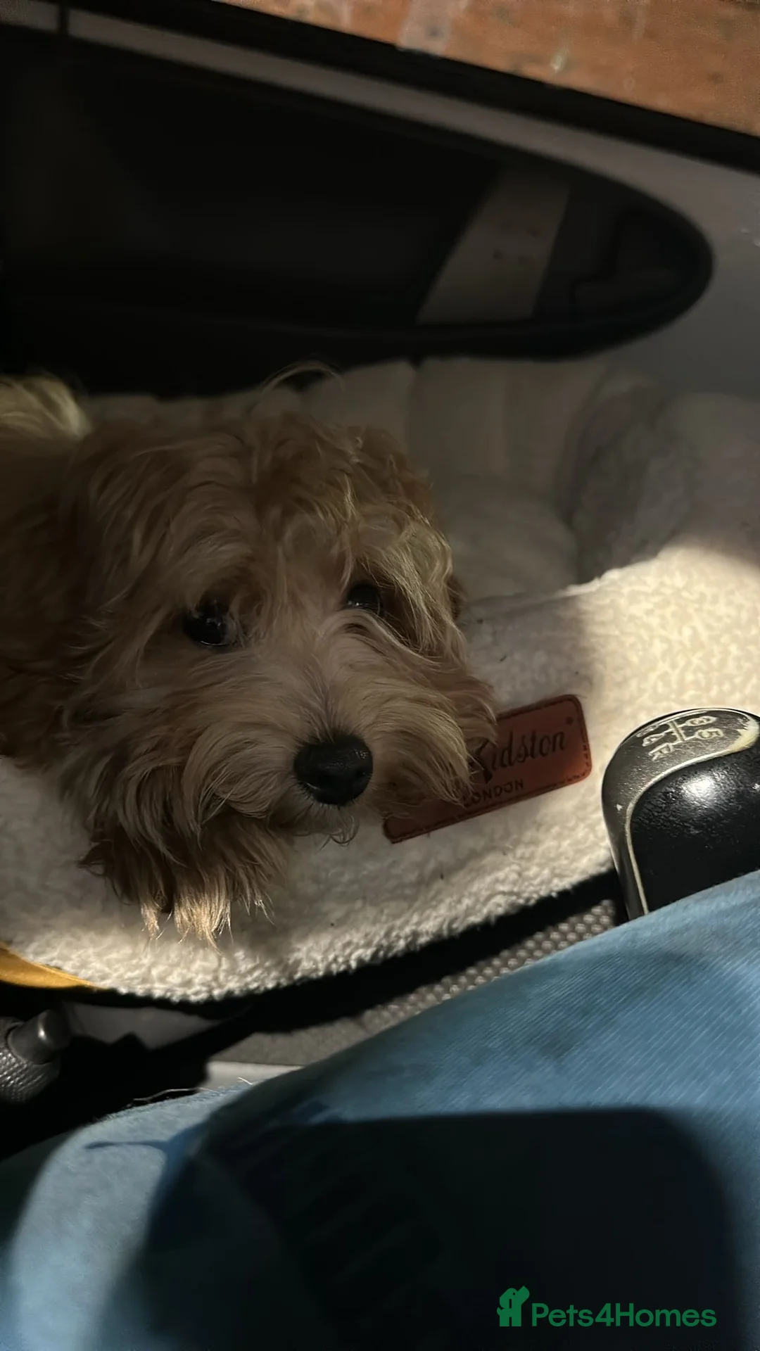 Maltipoo dogs for sale: A little Maltipoo is looking for a family 🐶💛 - Advert 1