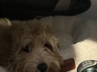 Maltipoo dogs A little Maltipoo is looking for a family 🐶💛 - Advert 3