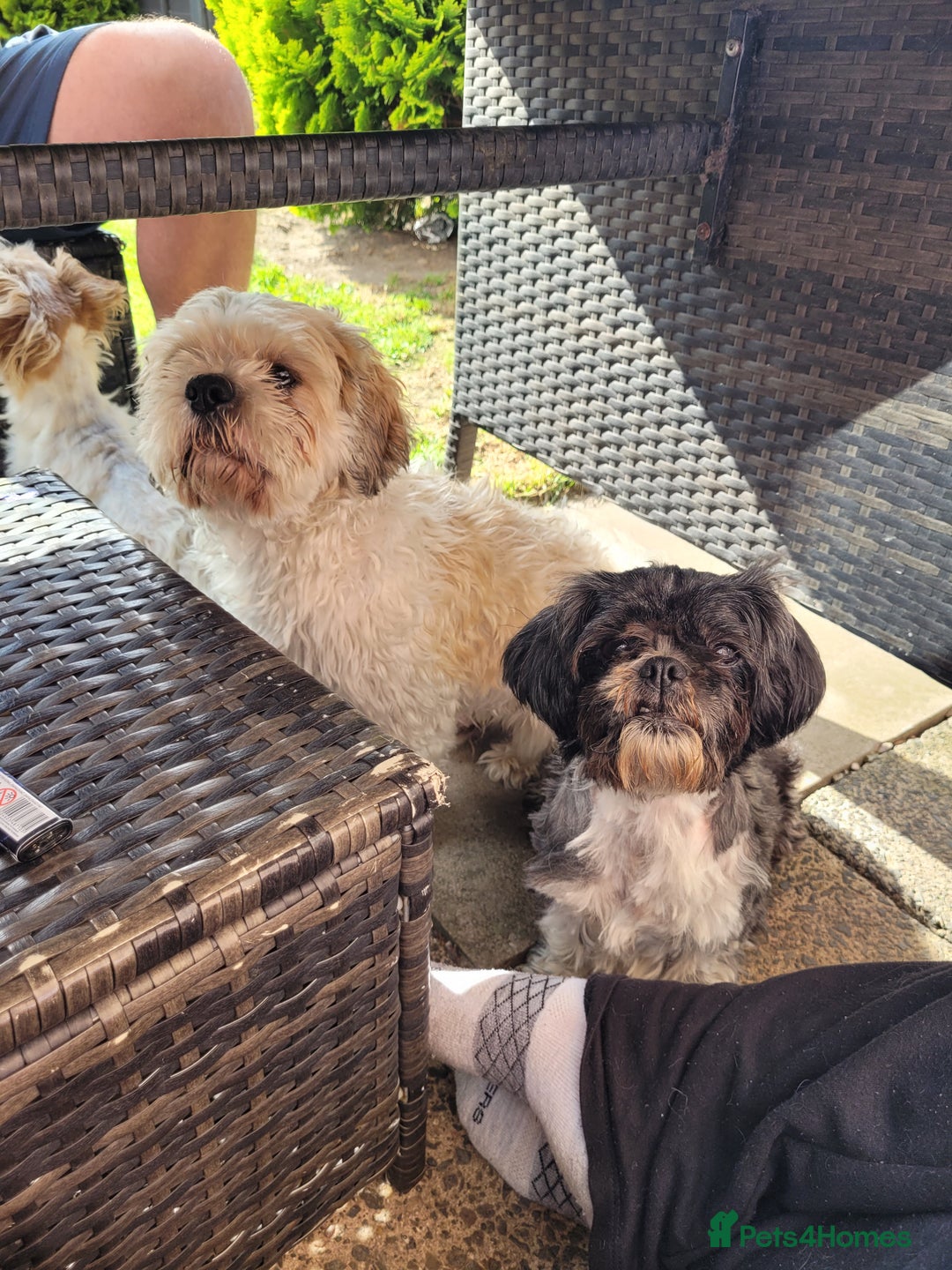 Shihpoo dogs for sale: Shitzu  - Image 23