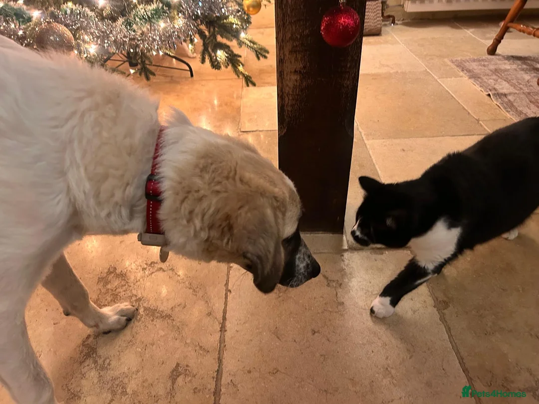 Mixed Breed dogs for adoption: Amara: Beautiful Soul Seeking a Family to Love - Advert 10