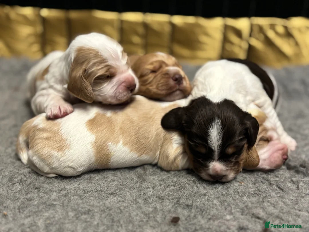 Cocker Spaniel dogs for sale: ✨ Cocker Spaniel Puppies ✨ - Advert 14