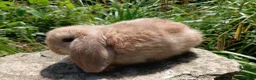 Mini Lop rabbits for sale: Stunning pure bred mini lops - Advert 5