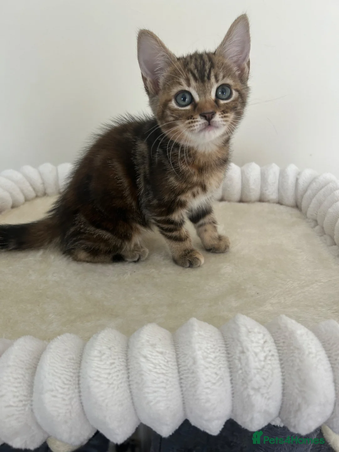 Mixed Breed cats for sale: Last tiny kitten  - Advert 2