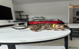 Bengal cats for sale: Gorgeous Bengal kittens for sale - Image 22