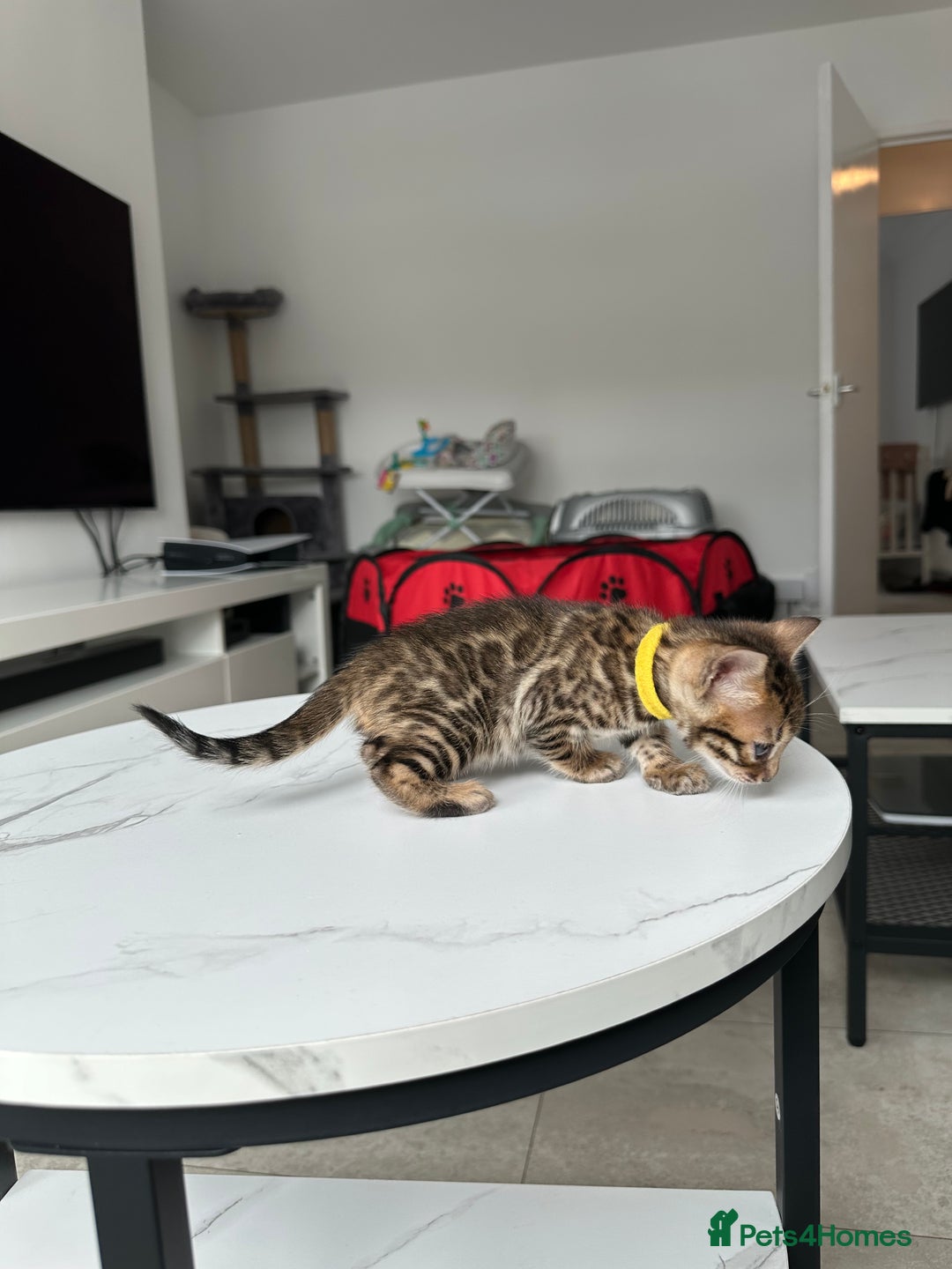Bengal cats for sale: Gorgeous Bengal kittens for sale - Image 22