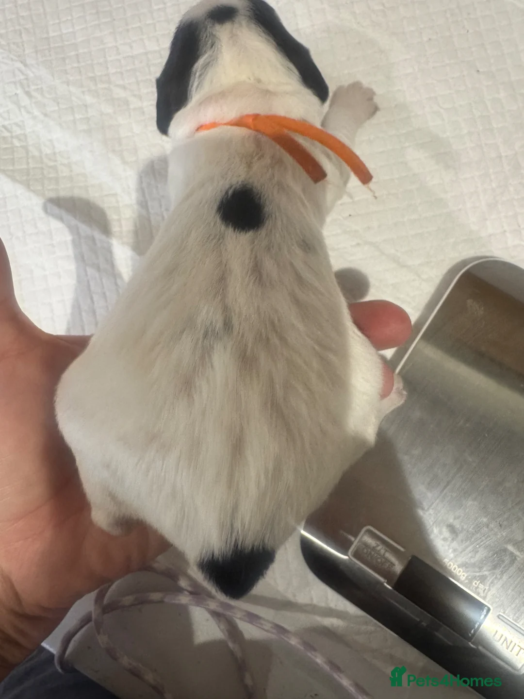 English Springer Spaniel dogs for sale: Springer spaniel puppies KC registered - Advert 5