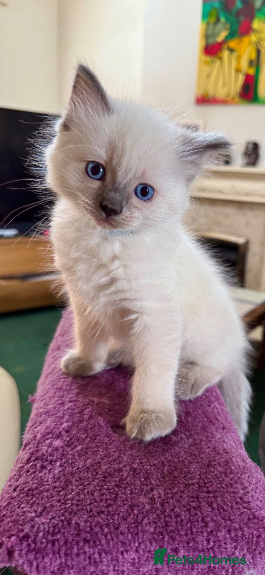 Ragdoll cats Gorgeous Ragdoll Kittens  - Advert 2